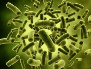 Probiotika: Lactobacillus och Bifidobacterium lactis är två av de mer kända typerna av goda bakterier.