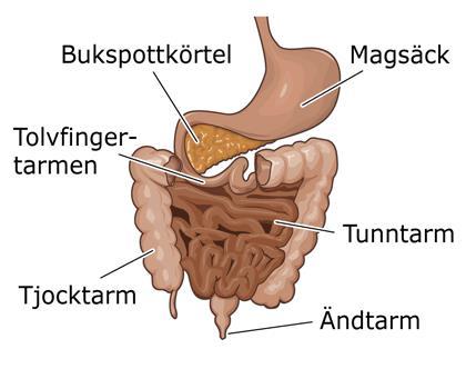 mag-tarmkanalen Matstrupe: Matstrupens viktigaste uppgift är att transportera maten från munnen till magsäcken. I övergången mellan matstrupe och magsäck finns den övre magmunnen.