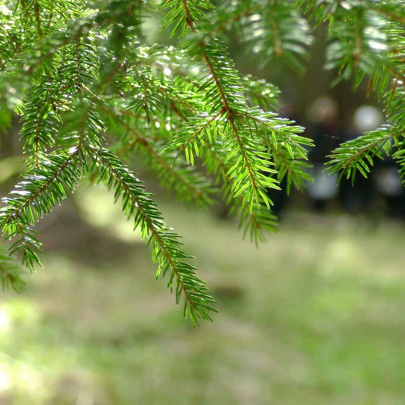 Skogsstyrelsen för frågor som rör skog Skogsstyrelsen är Sveriges skogliga myndighet.