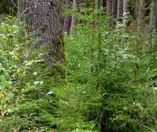 Vem äger skogen I Sverige finns det drygt 327 000 enskilda skogsägare och de äger cirka hälften av all skog