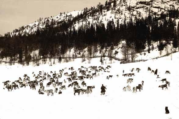 Betande renar på Härnön 1895. Fotograf Karl Stein. Länsmuseet Västernorrlands bildarkiv.
