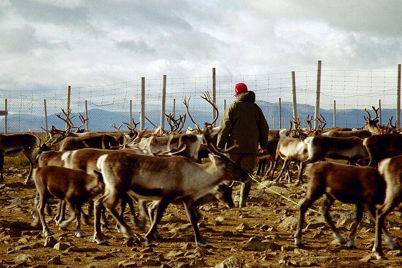 in reindeer husbandry Handledare: Henrik Lundqvist och Anna Skarin Enheten för