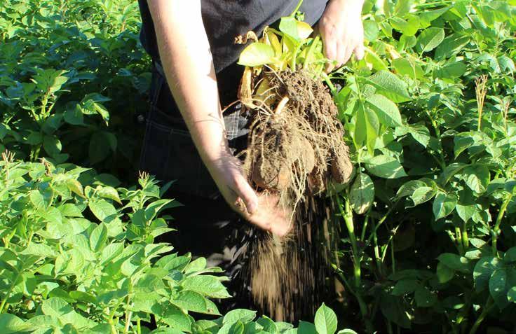 Ett kombinationspreparat till potatis som bekämpar både bladmögel och torrfläcksjuka Lokalsystemiskt, ger skydd till växande blad Utmärkt regnfasthet Revus Top är ett preparat som skyddar potatisen