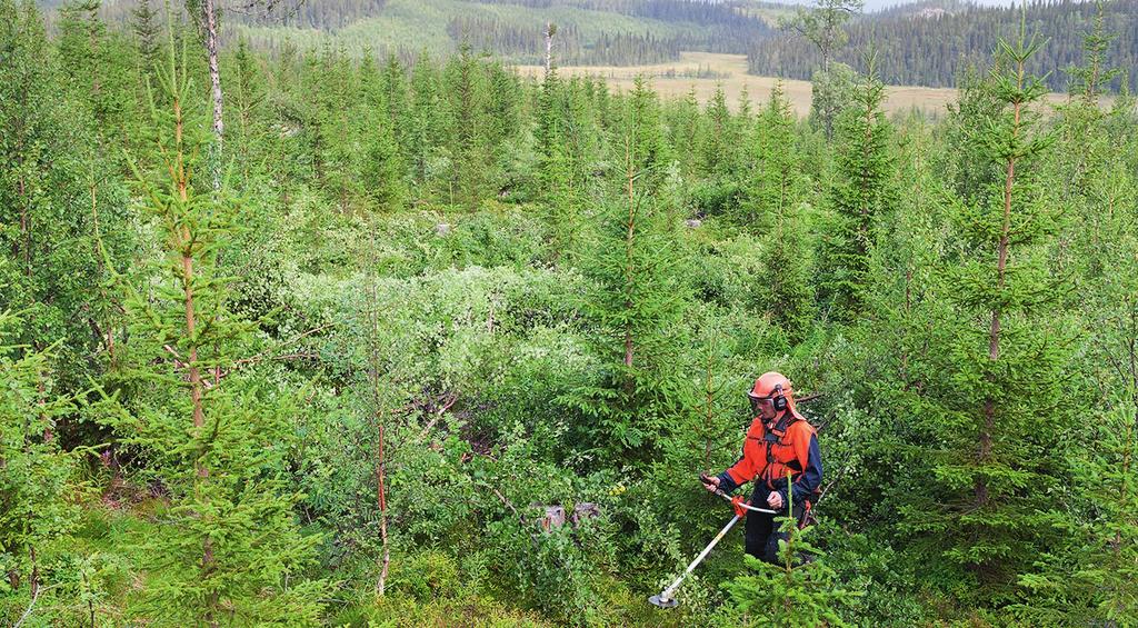 tre steg. När lövet är tre till fyra meter högt glesas det ut till cirka 3 000 4 000 stammar per hektar. När lövet nått sex till nio meters höjd röjs det ned till 1 100 1 500 stammar per hektar.