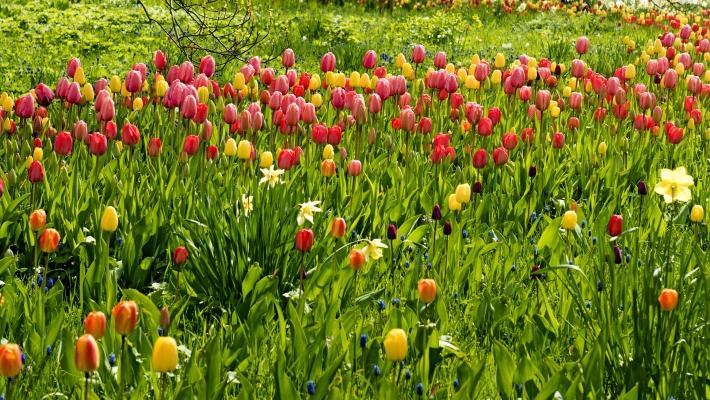 Upplev vackra tuplaner i Lund Universitets Botaniska Trädgård Lunds Universitets Historiska Museum (5.1 km) Ett roligt och intressant besöksmål är det Historiska museet.