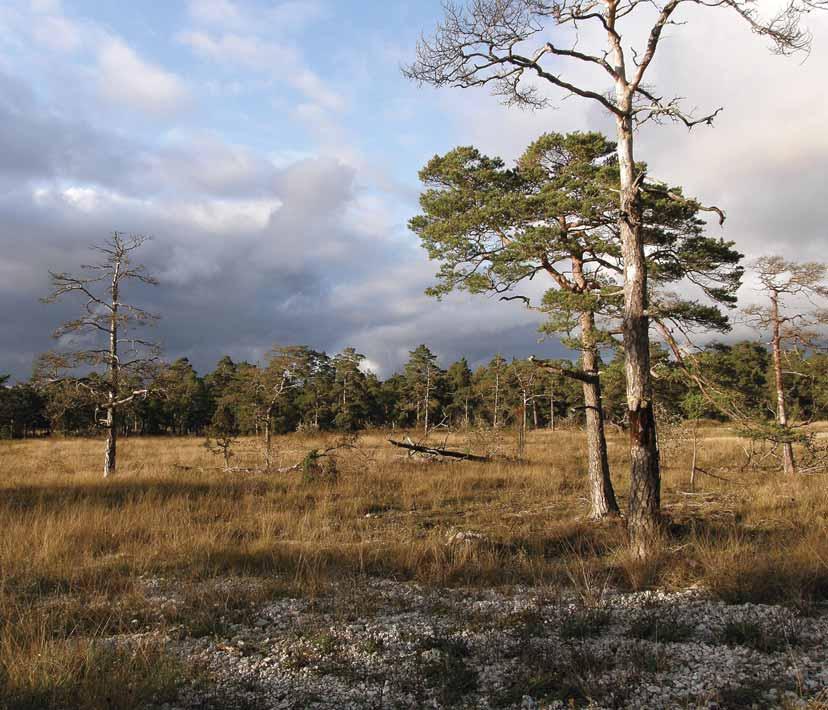 Vedlevande skalbaggar på nyligen