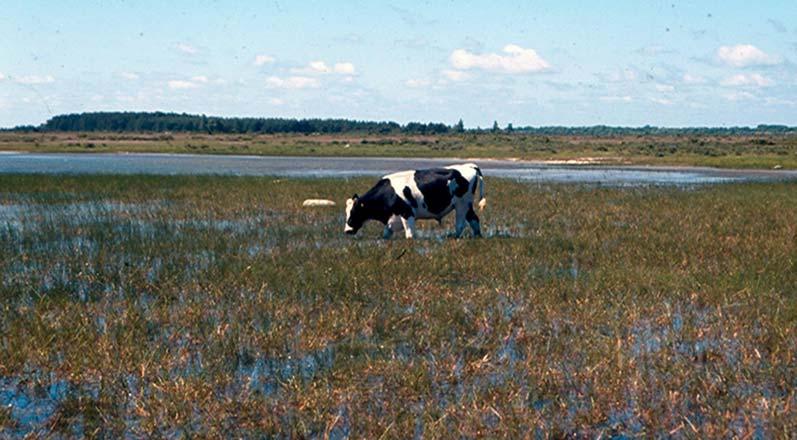 Fig. 9. Övre Lindskärr, vät vid Stora Alvaret. Guldgrön sammetslöpare Chlaenius nigricornis uppträder mycket talrikt i lågstarrsvegetationen längs stränderna. Foto: Håkan Ljungberg.