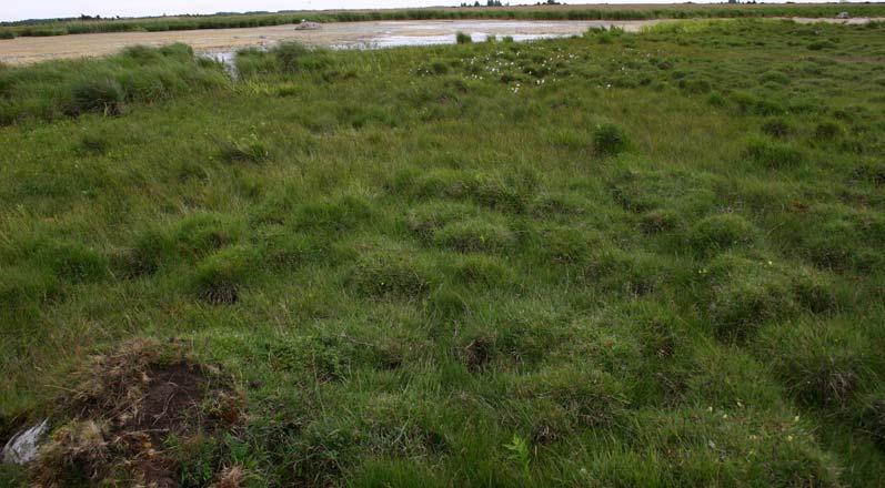Fig. 2. Stormaren, en alvarsjö, med lågstarrvegetation och en väl utvecklad blå bård tack vare betesdjuren. Artrik skalbaggsfauna med bl. a. guldgrön sammetslöpare Chlaenius nigricornis och större korslöpare Panagaeus cruxmajor.