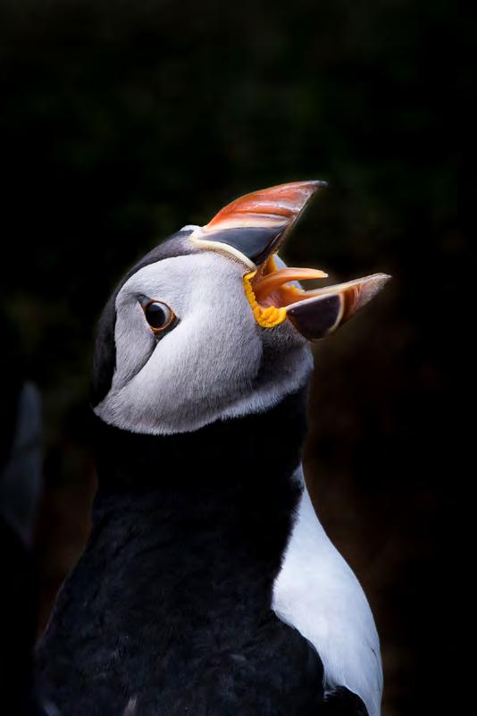 Johan Brunzell-Naturfotograferna