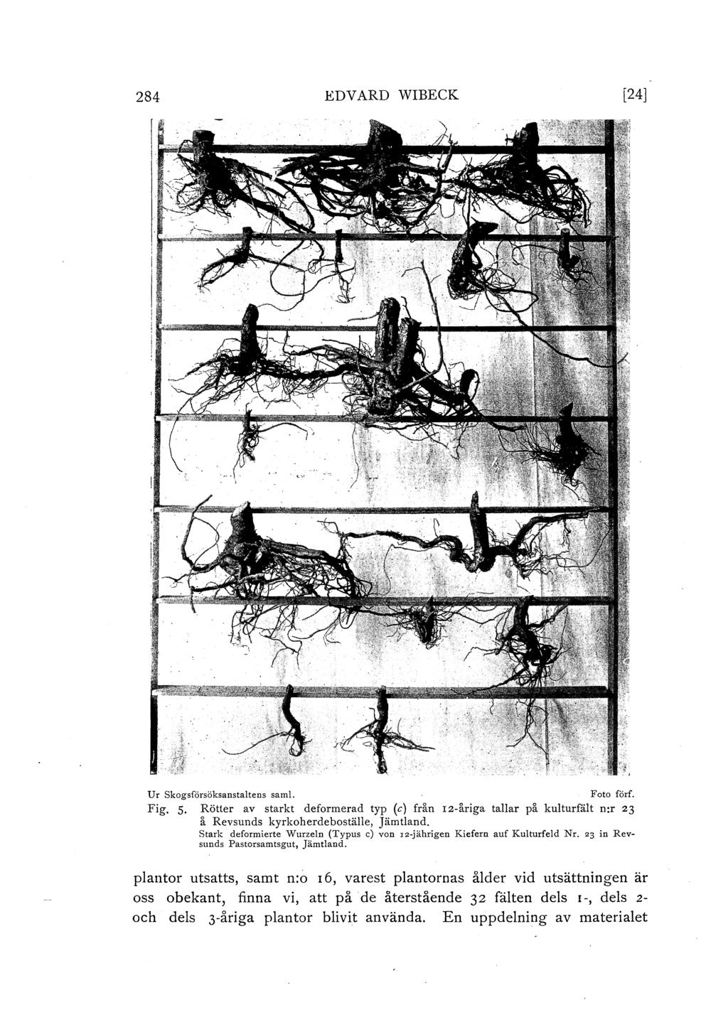 284 EDVARD WIBECK [24] Ur skogsförsöksanstatens sam. Foto förf. Fig. s. Rötter av starkt deformerad typ (c) från 12-åriga taar på kuturfät n:r 23 å Revsunds kyrkoherdebostäe, Jämtand.