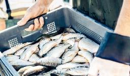 Vilken tur att fiskaren