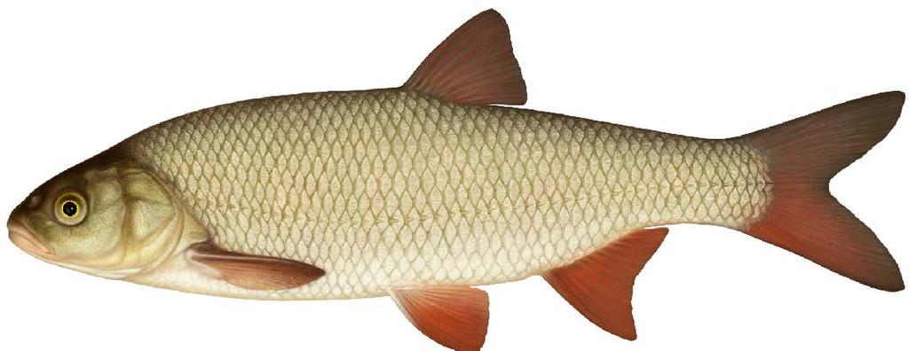 Metod Mete med mask, bottenmete. Ibland hugger den även på små drag. Beten Mask, fiskstrimlor, maggot. Övrigt Stor id äts med fördel inkokt. Sportfiskerekord 3,780 kg.