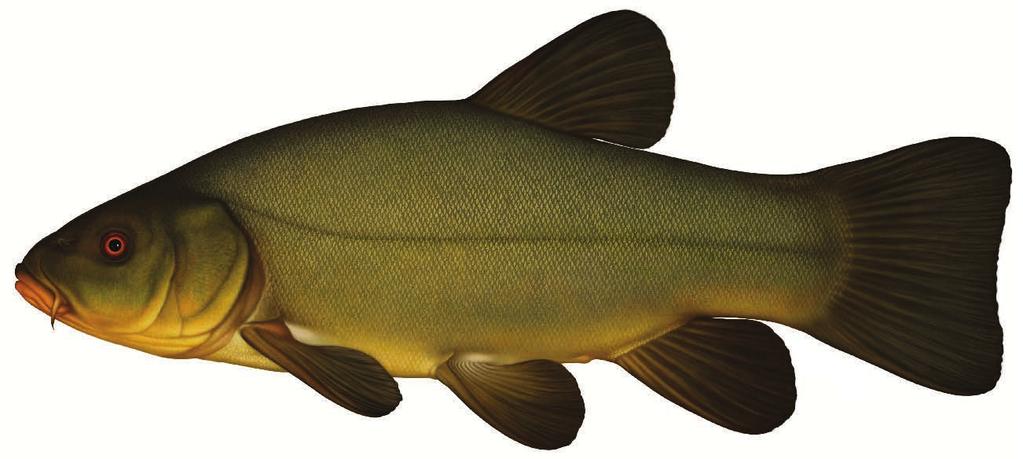 Övrigt Strömming förekommer i stor mängd i Stockholms skärgård ofta på samma platser från år till år. Obse rvera att man inte får rycka fast strömmingen utan den ska hugga själv.