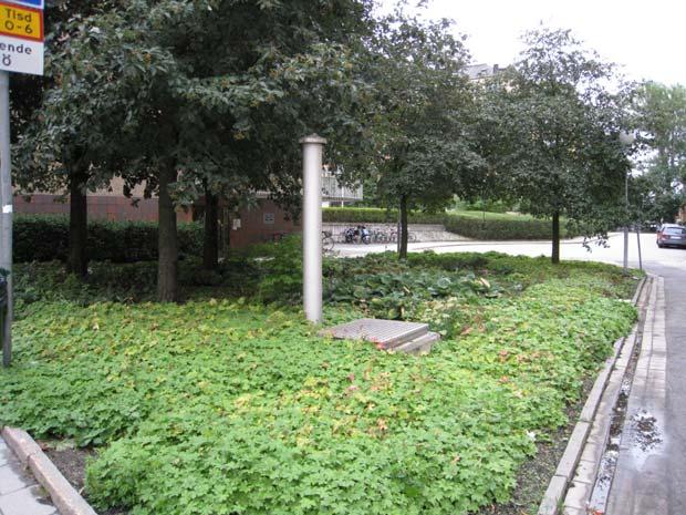 VÄRTAVÄGEN () vid Banérgatan Beskrivning: På Värtavägen vid Banérgatan finns en plantering med perenner som sköts med hjälp av ett brukaravtal. I planteringen växer ett antal lindar.