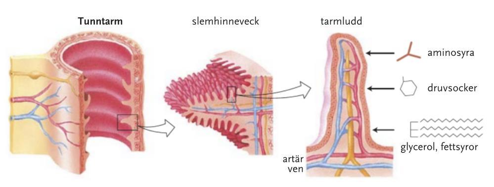 E. Tarmluddets skönhet Figur 1 Från grundbokens sidan 206 En av de vackraste strukturerna i kroppen är nog tarmluddet, eller villi, som det heter på latin.