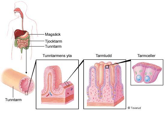 Tunntarmen Största delen av nedbrytningen Upptag av näringsämnen till blodet Stor yta: 6m, 300m²
