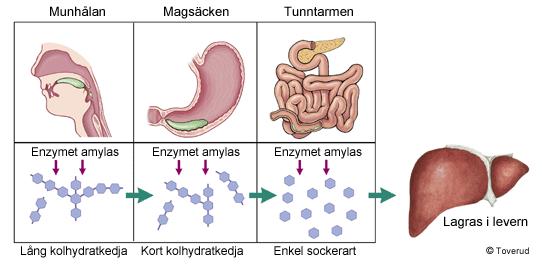 Var bryts