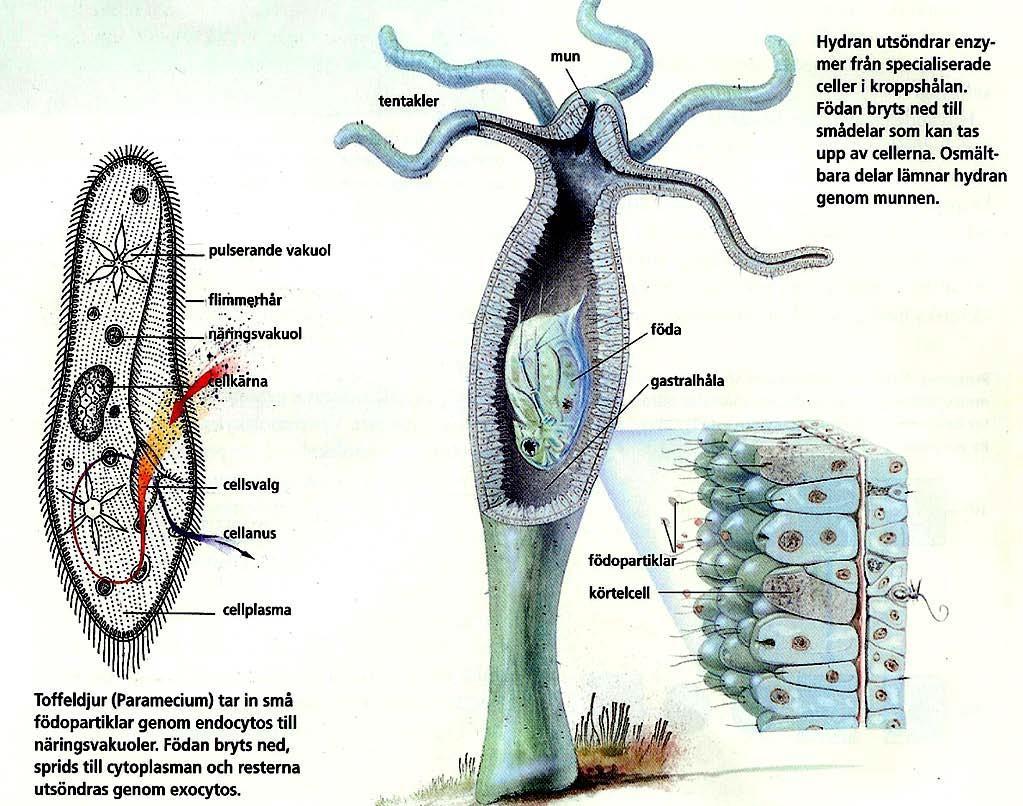 Matspjälkning hos encelliga- och enkla flercelliga organismer Toffeldjuret (encelliga): Tar in födopartiklar genom endocytos, enzymatisk nedbrytning (lysosomer)