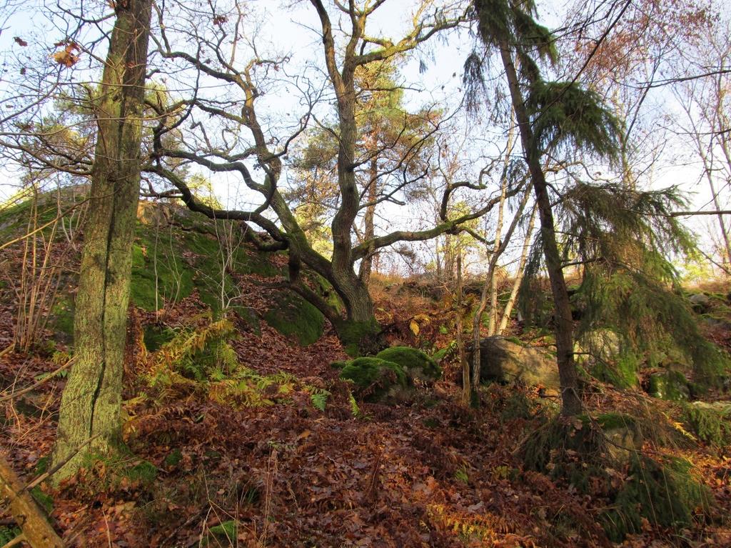 Figur 20 Naturmark norr om Värmdövägen Järlasjöns strandpromenad (28) Järlasjöns strandpromenad utgör en delsträcka av ett nästintill sammanhängande cirka 3 kilmoteter långt promenadstråk som