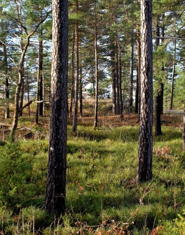 trädbevuxen kulle som är cirka 0,4 hektar.