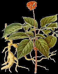 Uppiggande Ginseng (Panax) Panax härleds ur grekiskans panacea vilket betyder ungefär mirakelkur eller "helar allt".