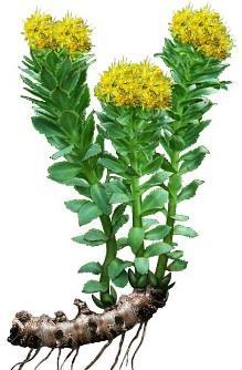 Uppiggande/Adaptogener Rosenrot (Rhodiola rosea, tidigare Sedum rosea) Flera studier under de senaste 3 åren visar att Rosenrot (Original Arctic Extract) hjälper vid trötthet och stress.