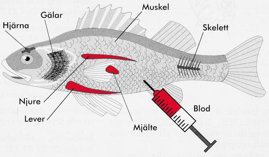 Hälsoundersökningar på fisk Mätprogrammet består av 25-30 väl beprövade biokemiska, fysiologiska och histologiska mätvariabler, s k biomarkörer.