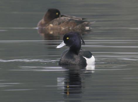 Vigg är regelbunden i Rysjön och mellan 2 och par har häckat. Foto: Bo Nielsen. juli månad ut. Under -talet har huvuddelen av kullräkningarna i Rysjön utförts av författaren.