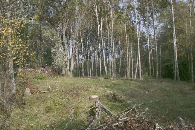 Fig. 40. Tunge 48 före avbaning. Översikt från nordväst. Foto: Gisela Ängeby. litikum hade utlopp både i syd och i norr (fig. 41).