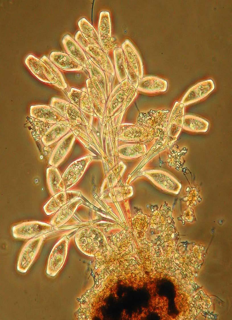 Microbiology in