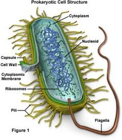 Prokaryotes (Bacteria and Archaea) Prokaryotes are single celled organisms that do not have a nucleus, mitochondria or any