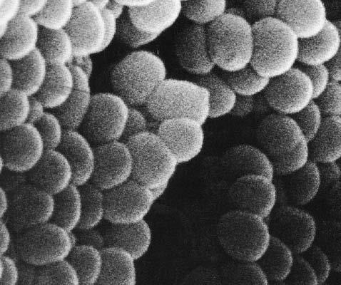 Microorganisms in activated sludge