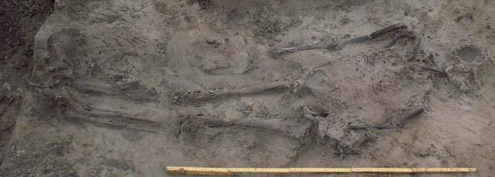 Fig. 28. Dubbelgraven i fält innan upplockning. Foto: Ola Magnell De båda skeletten var extremt sköra och föll sönder totalt vid upplockning.