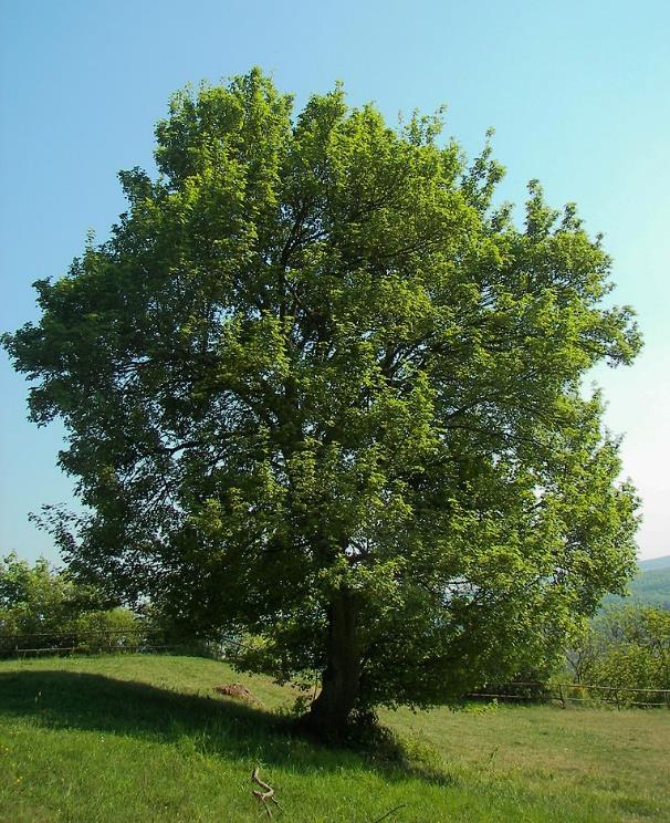 3.1 Acer campestre Naverlönn (Acer campestre) är ett medelstort träd mellan 7 till 15 meter högt och 6 till 10 meter brett (Tabell 1). Trädets habitus är runt till brett konformigt.