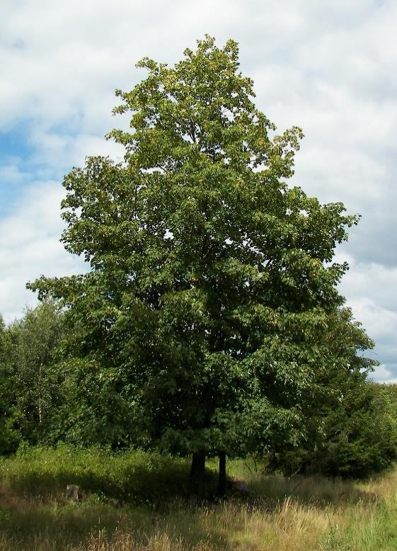 3.2 Acer pseudoplatanus Sykomorlönnen (Acer pseudoplatanus) är ett stort träd som utmärker sig där det står planterat med en höjd på 15 upp till hela 30 meter (Tabell 2).
