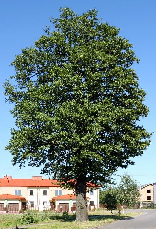 3.3 Alnus glutinosa Klibbalen (Alnus glutinosa) är ett medelstort träd (Figur 4) med en höjd på 12 till 25 meter.