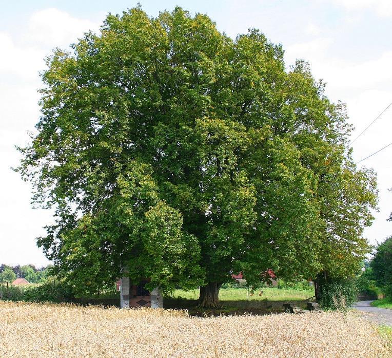 3.4 Carpinus betulus Avenboken (Carpinus betulus) blir ett stort träd med en höjd på 15 till 30 meter högt och 8 till 25 meter brett (Tabell 4).