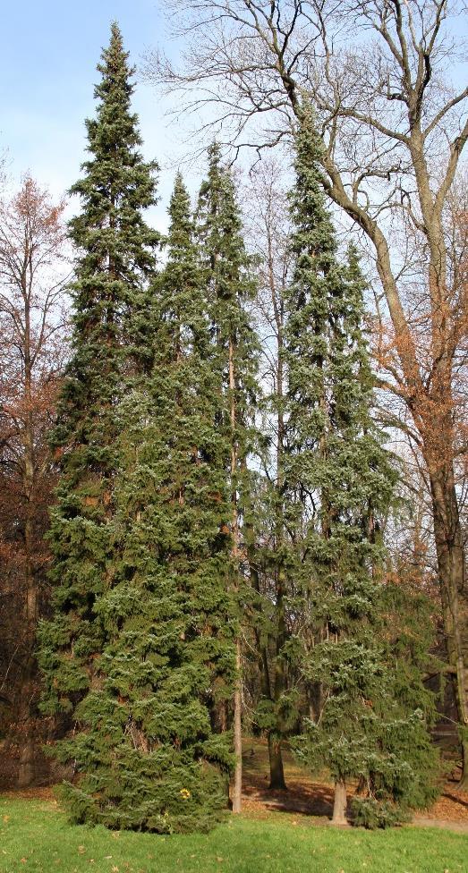 3.5 Picea omorika Serbisk gran (Picea omorika) är ett smalt upprätt pelarformigt barrträd som blir mellan 15 till 30 meter högt (Tabell 5).