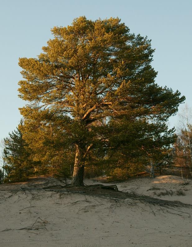 3.6 Pinus sylvestris Tall (Pinus sylvestris) blir ett stort träd med karaktär om det får växa fritt och får en bra etablering (Figur 7).