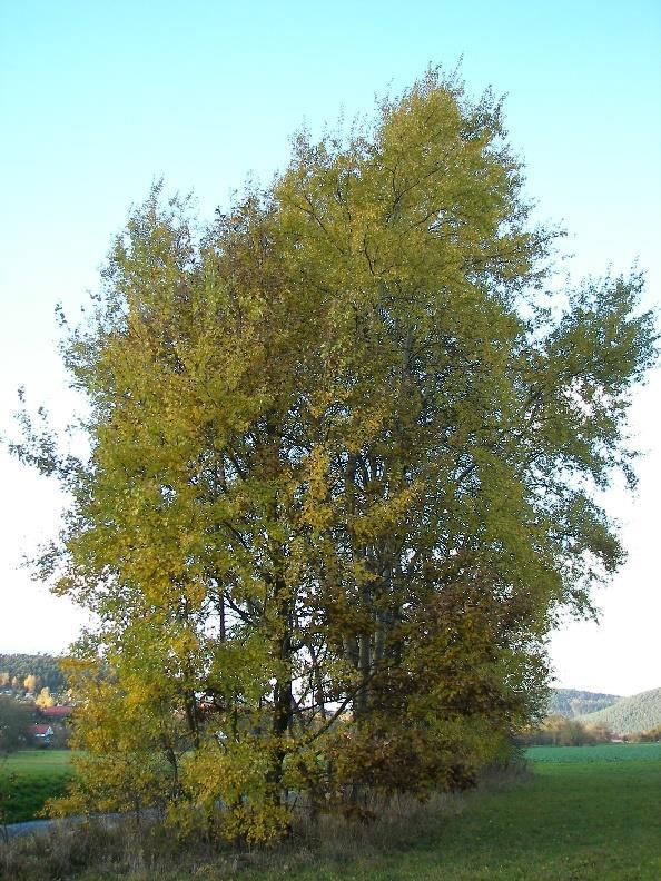3.7 Populus tremula Asp (Populus tremula) blir ett medelstort träd mellan 15 till 25 meter högt och 8 till 15 meter brett(tabell 7).