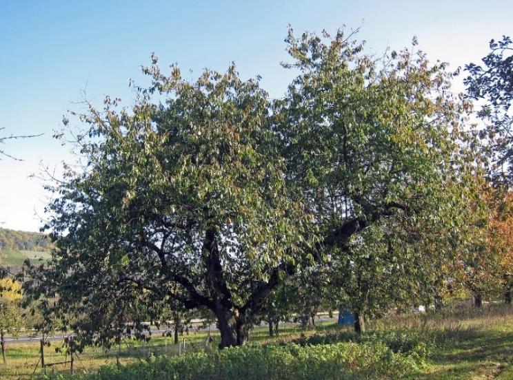 3.8 Prunus avium Fågelbäret (Prunus avium) är snabbväxande och blir ett stort träd med en höjd på 15 till 25 meter och en bredd på 10 till 15 meter(tabell 8).