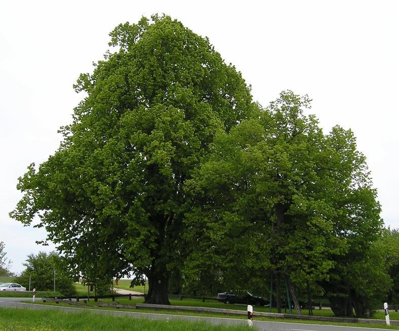 3.9 Tilia cordata Skogslinden (Tilia cordata) blir ett stort träd på 20 till 30 meter högt och 10 till 20 meter brett (Tabell 9).