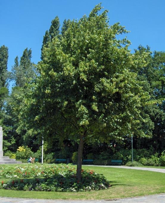 3.10 Tilia platyphyllos Bohuslinden (Tilia platyphyllos) är ett stort träd med en höjd på 20 till hela 40 meter och med en bredd på 8 till 20 meter.