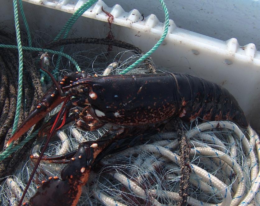 HUMMERFISKE (START SEPTEMBER) Följ med oss ut på jakten efter havets svarta guld, en oförglömlig upplevelse! Ni får själva slita, dra upp & agna om burarna.