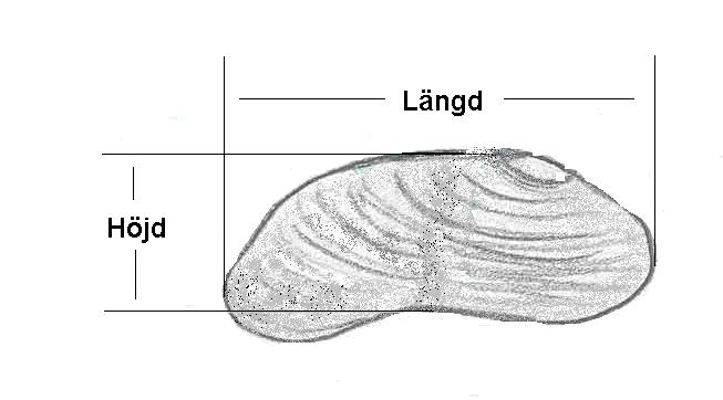 Om namnet saknas anges namnet från topografiska kartan, annars används lokalt namn). 2. Lokalens löpnummer. 3. Synliga levande musslor räknas (ej nedgrävda). 4. Döda musslor i vattnet räknas. 5.