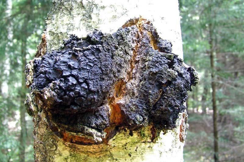 Får man plocka Sprängticka? Chaga Sprängticka (Inonotus obliquus) används bland annat för att göra te.