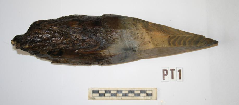 Fig. 11 Påle PT1 och PT 9, som det tagits ¹⁴C prover från. Det syns tydligt hur de eroderat ovan bottensedimenten.