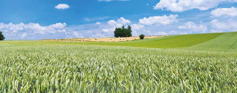 Den breda baslösningen för örtogräsbekämpning Rekommendationer för Primus L i höstsäd 0.75 l/ha 1.