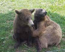 E-post: info@worldanimalprotection.se worldanimalprotection.se Plusgironummer 900174-4 Org nr: 802447-4481 När jag skriver dessa rader håller jag på att summera 2016 års verksamhet.