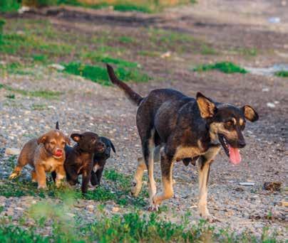Det här numret är fullt av berättelser om djur som har räddats och djur som har fått det bättre tack vare dig och World Animal Protection. Ytterligare björnar har sett frihetens ljus.